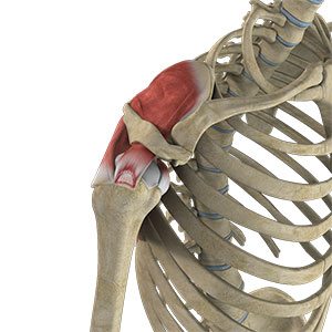 Partial Rotator Cuff Tear Treatment Centreville, VA